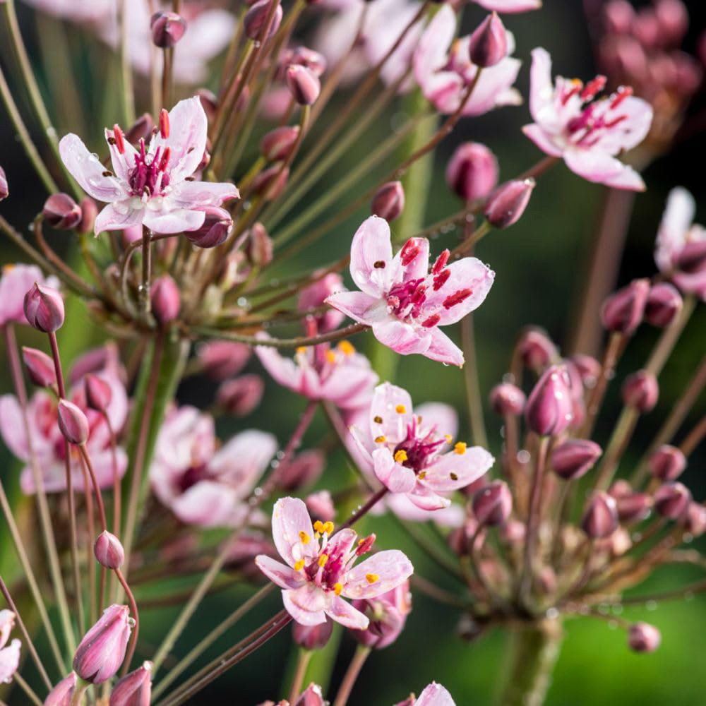 Thompson and Morgan Butomus Umbellatus Plant Pot 1L 3 Pack Image 1