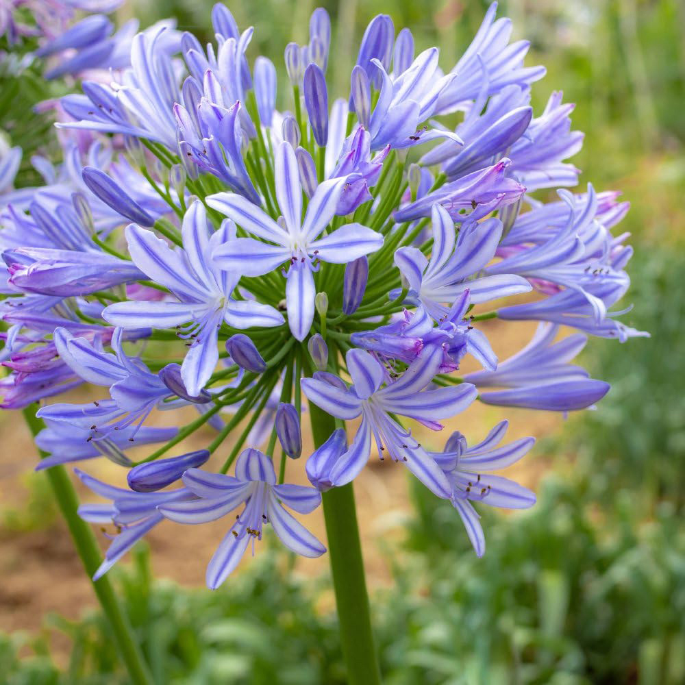 Thompson and Morgan Agapanthus Sweet Surprise Plant Pot 2L 2 Pack Image