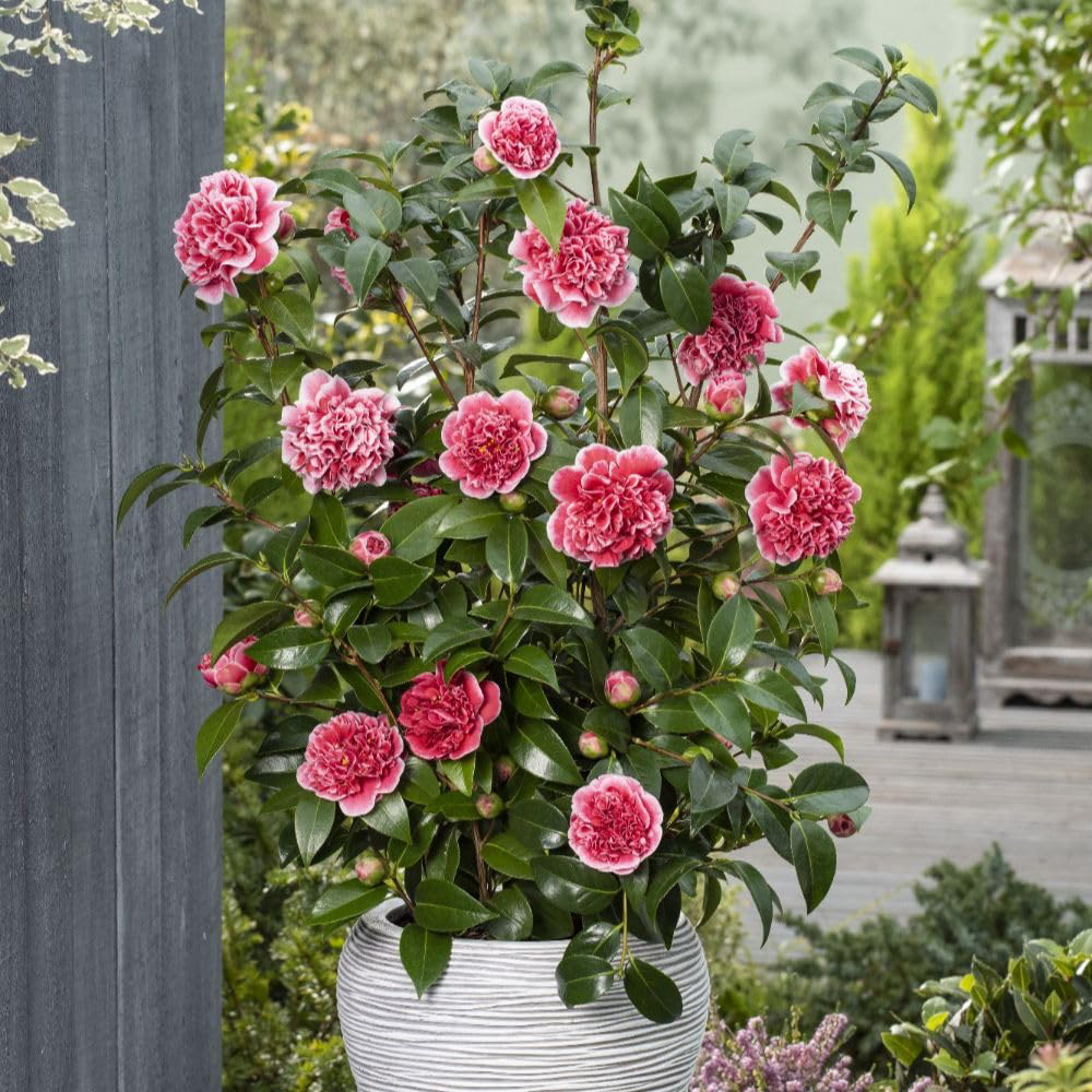 Thompson and Morgan Camellia Japonica Volunteer Plant Pot 3L Image 3