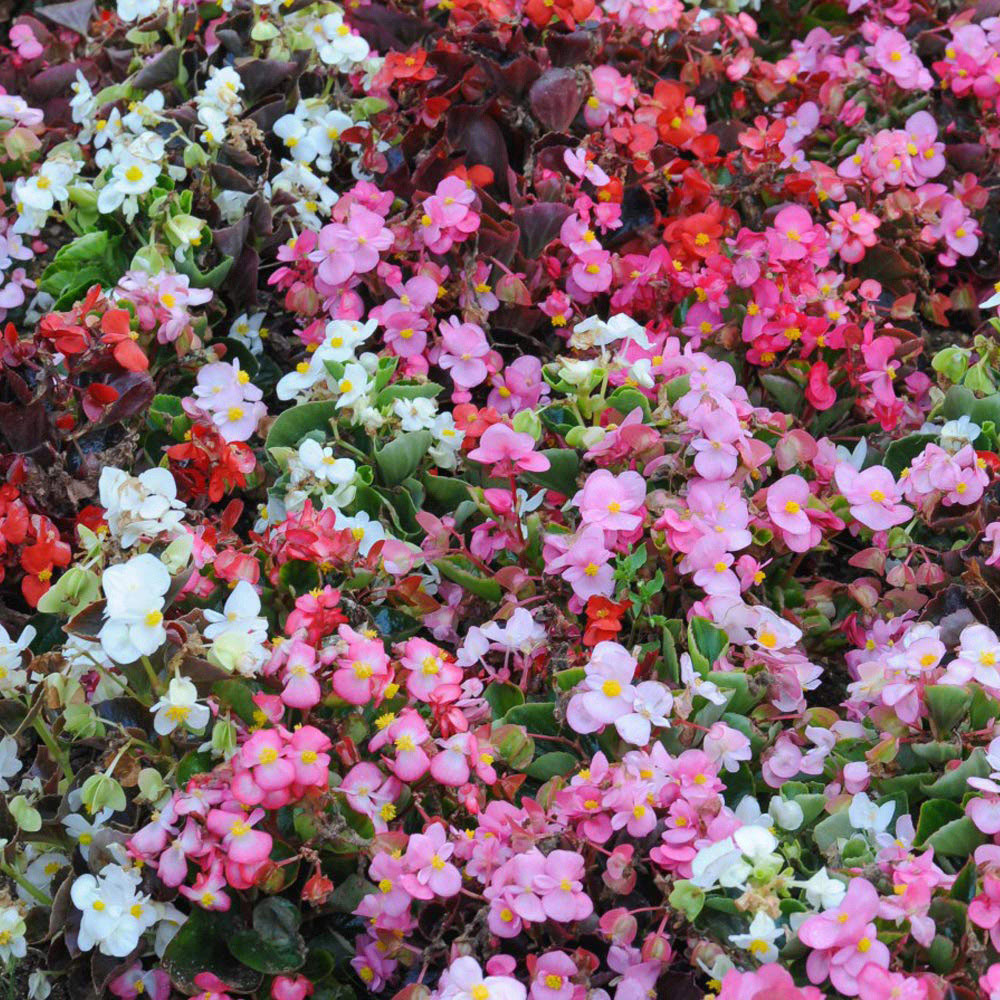 Thompson and Morgan Hanging Basket Plug Plant Collection 72 Pack Image 3