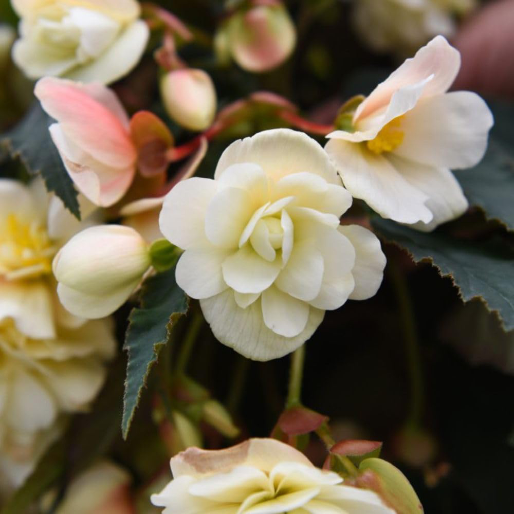 Thompson and Morgan Begonia Belina Vanilla Preplanted Basket 25cm Image 3