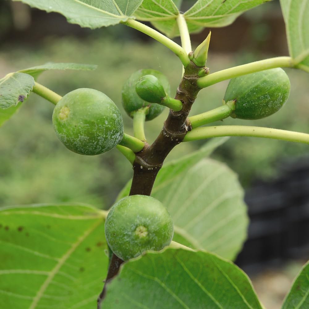 Thompson and Morgan Fig Ficus Carica Green Fig Plant Pot 9cm 3 Pack Image 1