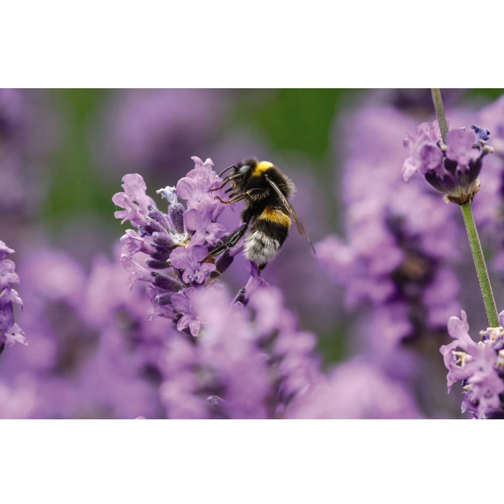 Thompson and Morgan Lavandula Lavender Angustifolia Munstead Plant Pot 9cm Image 4