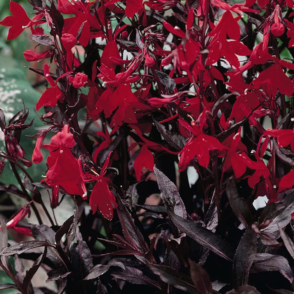 Thompson and Morgan Lobelia Queen Victoria Garden Ready Plant 30 Pack Image 3