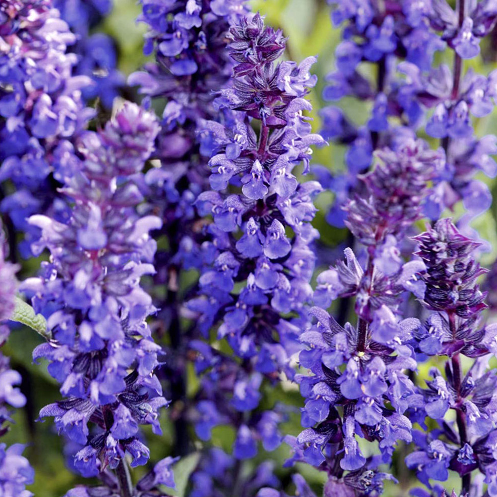 Thompson and Morgan Salvia New Dimensions Mix Garden Ready Plant 15 Pack Image 3