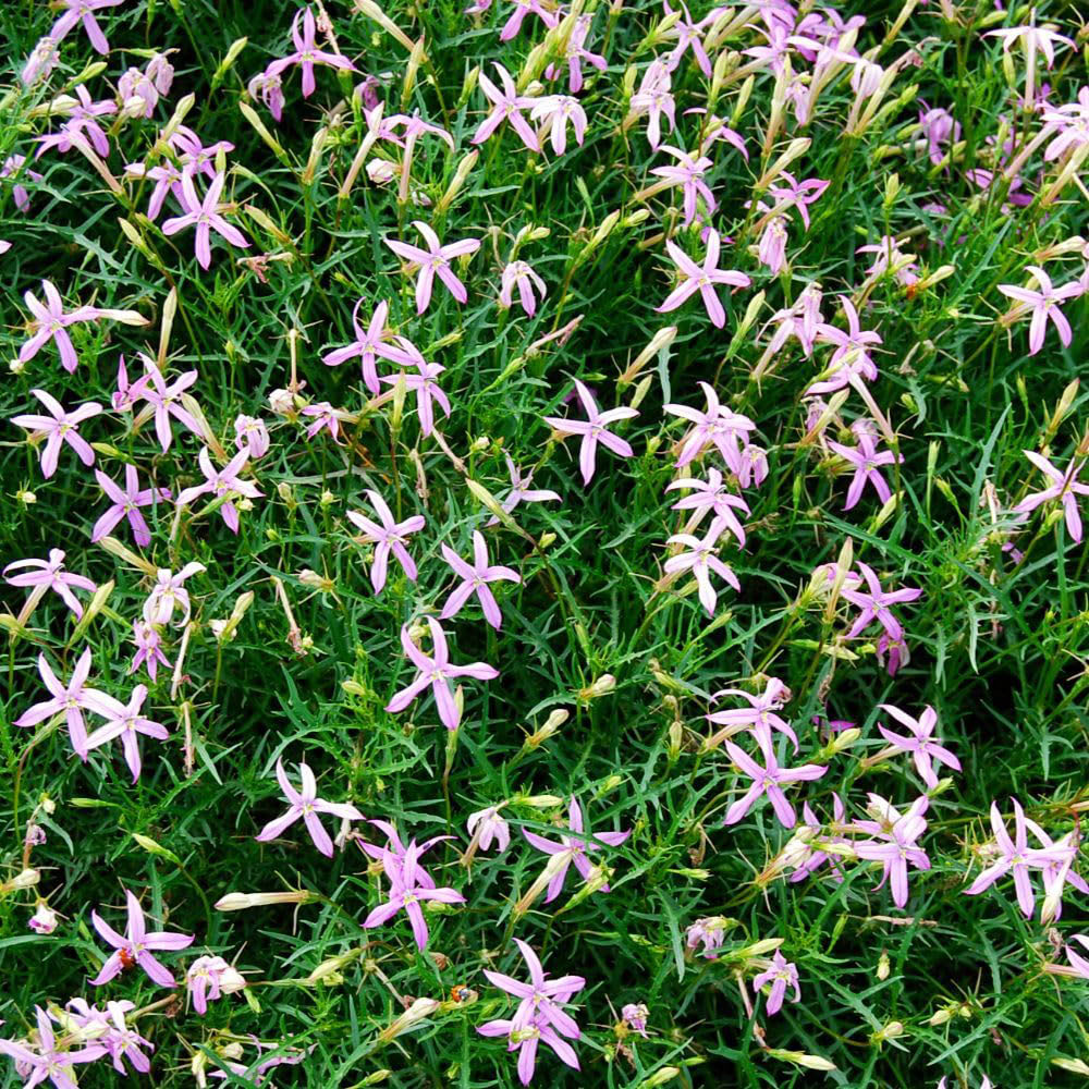 Thompson and Morgan Pink Laurentia Grande Seed Packet Image 2