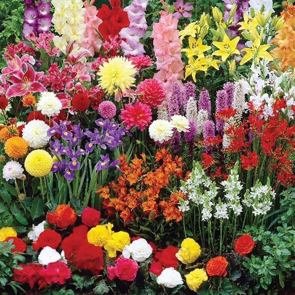 Thompson and Morgan Nurserymans Choice Mixed Planting Bulb 16 Pack Image 5