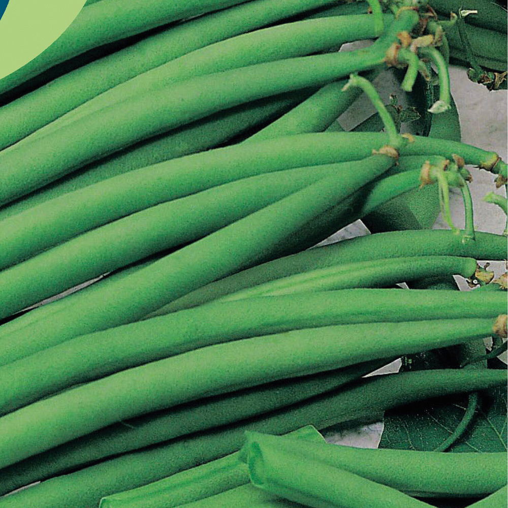 Dwarf French Bean Hilton Seeds Image 2