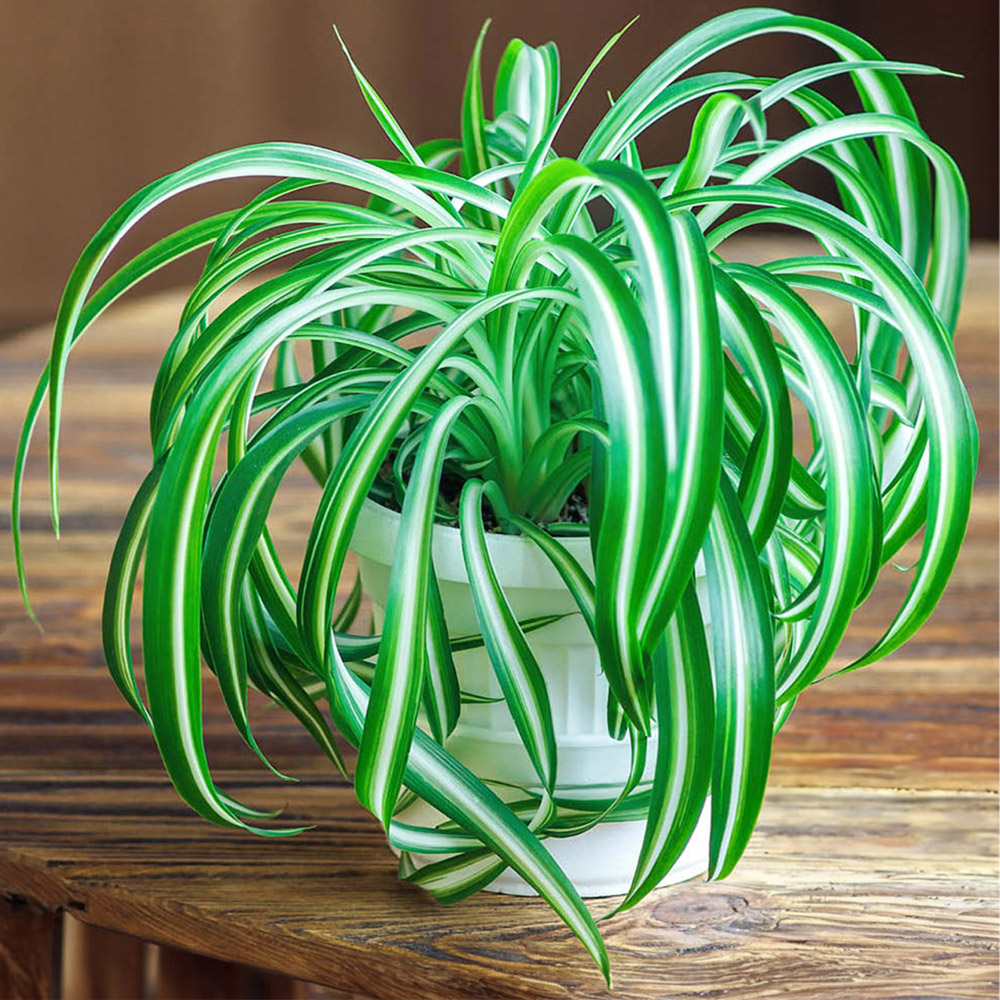YouGarden Spider Plant with Red Pot Cover 12cm Image 1