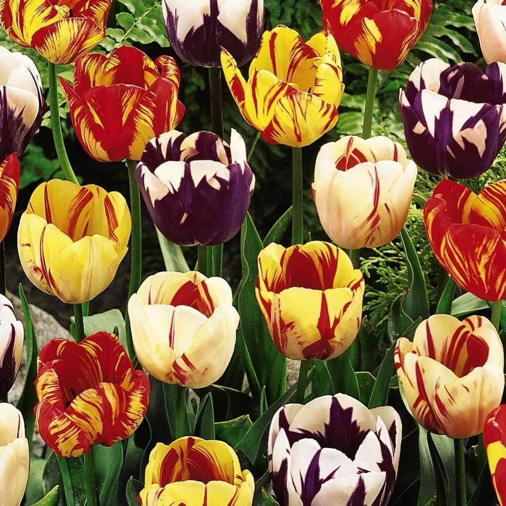 Thompson and Morgan Tulip Rembrandt Mixed Planting Bulb 16 Pack Image 3