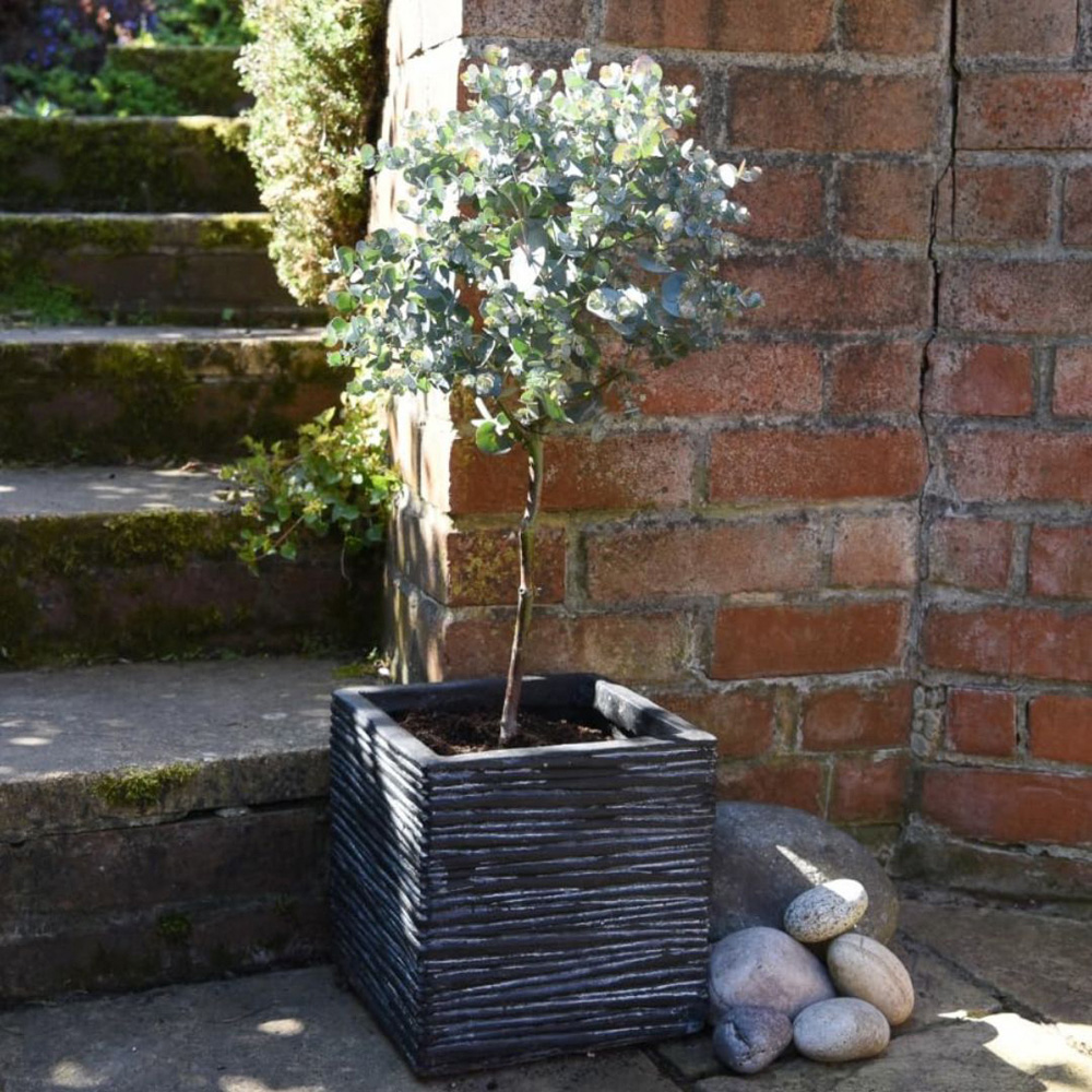 Thompson and Morgan Eucalyptus Gunnii Patio Standard Plant Pot 17cm with Extra Pot Image 3
