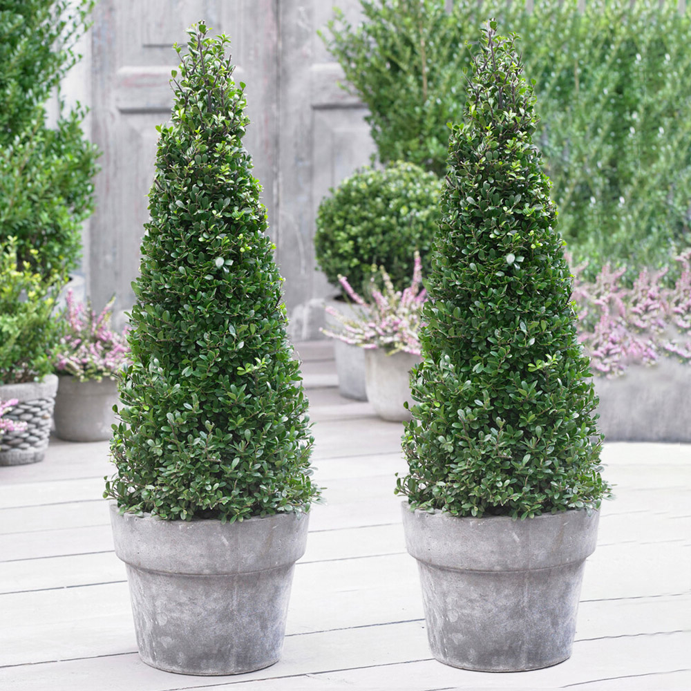 YouGarden Pair of Japanese Holly Pyramids Ilex Crenata Plant Image 1