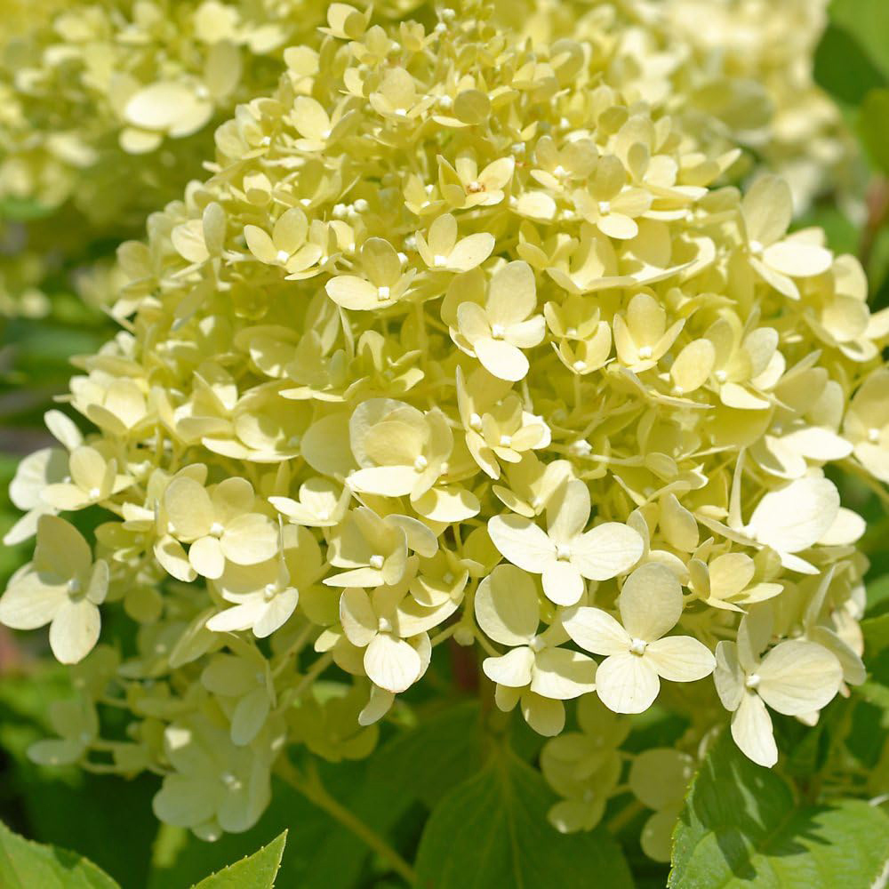 Thompson & Morgan Hydrangea Paniculata Limelight Multi-Toned Plant Pot 9cm Image 2
