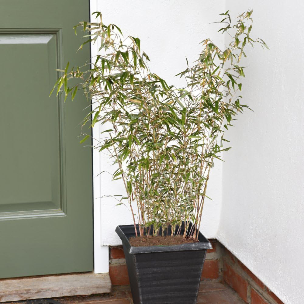 Thompson and Morgan Umbrella Bamboo Fargesia Rufa Plant Pot with Dark Grey Planter 19cm Image 1