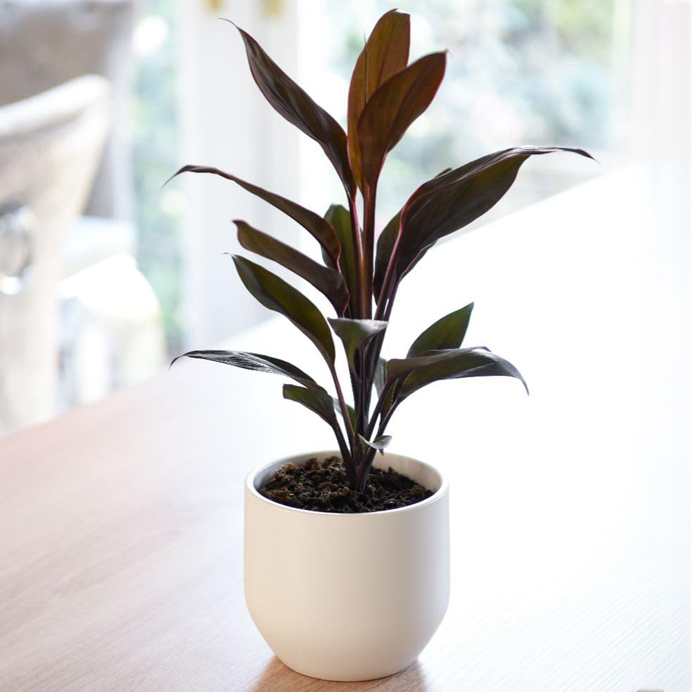 Thompson and Morgan Cordyline Fruticosa Tango Plant Pot 12cm 2 Pack Image 1
