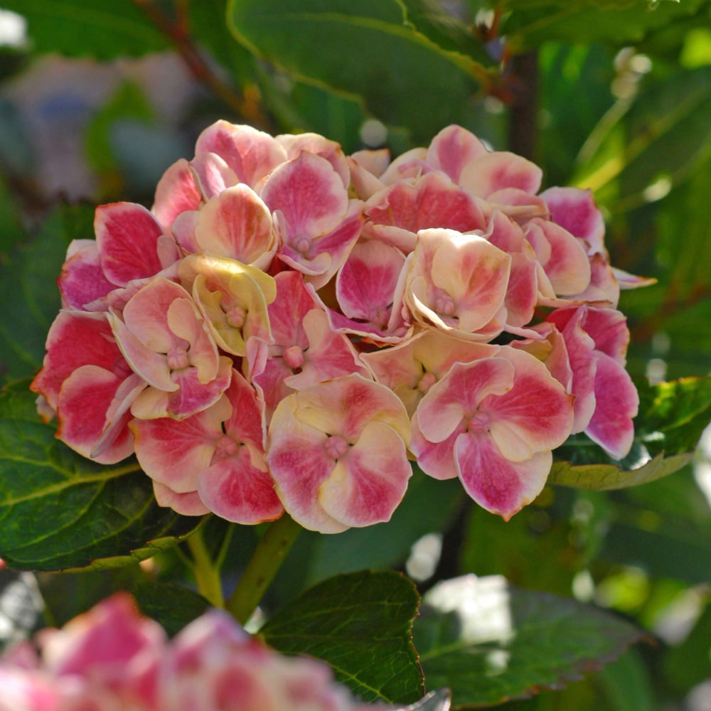 Thompson and Morgan Hydrangea Bicolour Bavaria Plant Pot 10.5cm Image 3