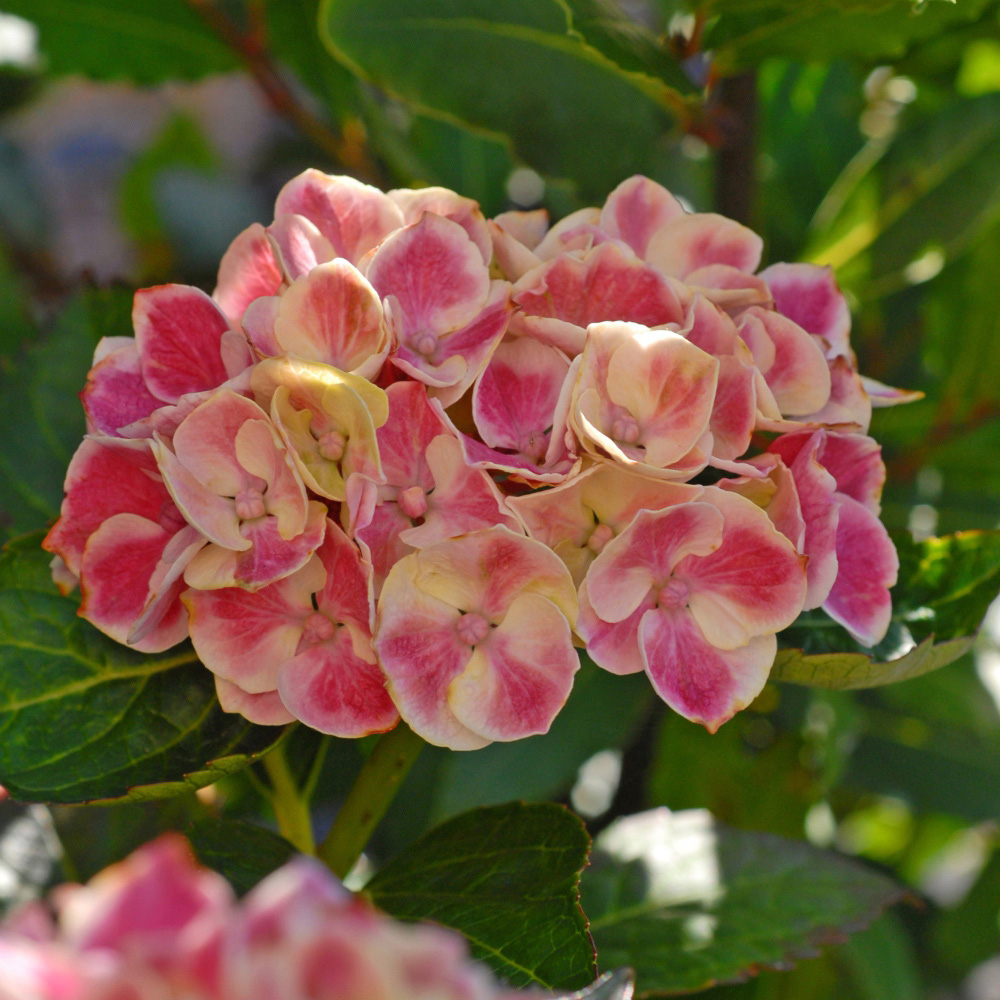Thompson and Morgan Hydrangea Bicolour Bavaria Plant Pot 10.5cm 3 Pack Image 3