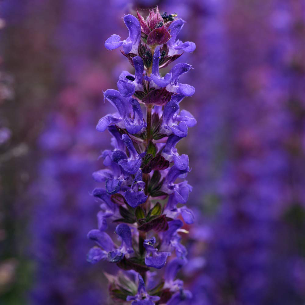 Thompson and Morgan Salvia Salvatore Deep Blue Plant Plug 24 Pack Image 1