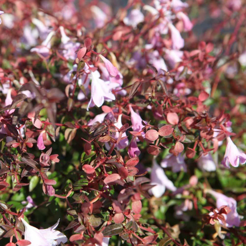 Thompson and Morgan Abelia Pinky Bell Plant Pot 3L 2 Pack Image 3