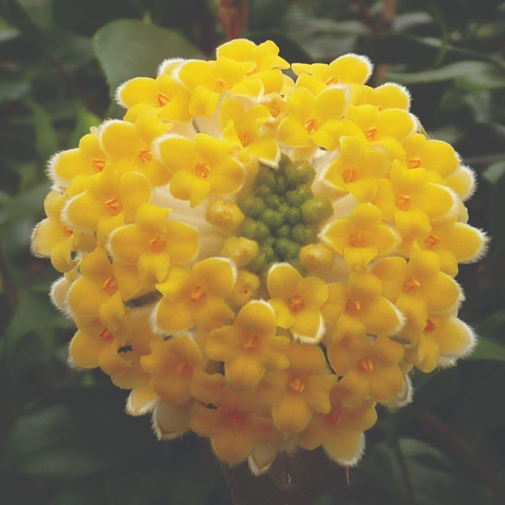 Thompson and Morgan Edgeworthia Grandiflora Plant Pot 5L 2 Pack Image 1