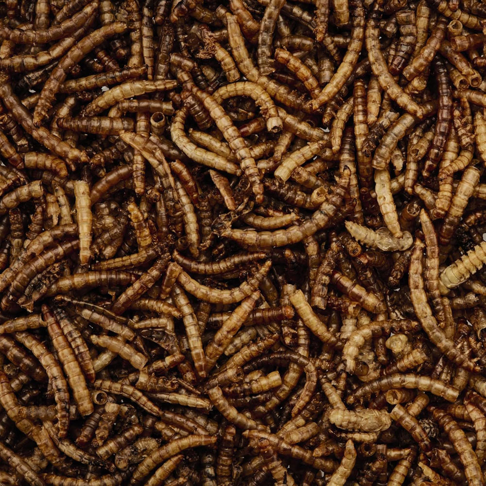 Happy Beaks Dried Calciworms Bird Food Bag 1kg Image 3