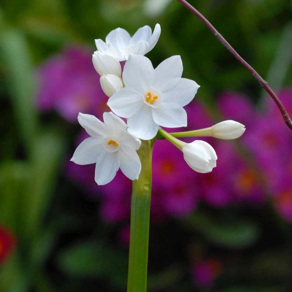 Thompson and Morgan Daffodil Papyraceus Planting Bulb 32 Pack Image 4