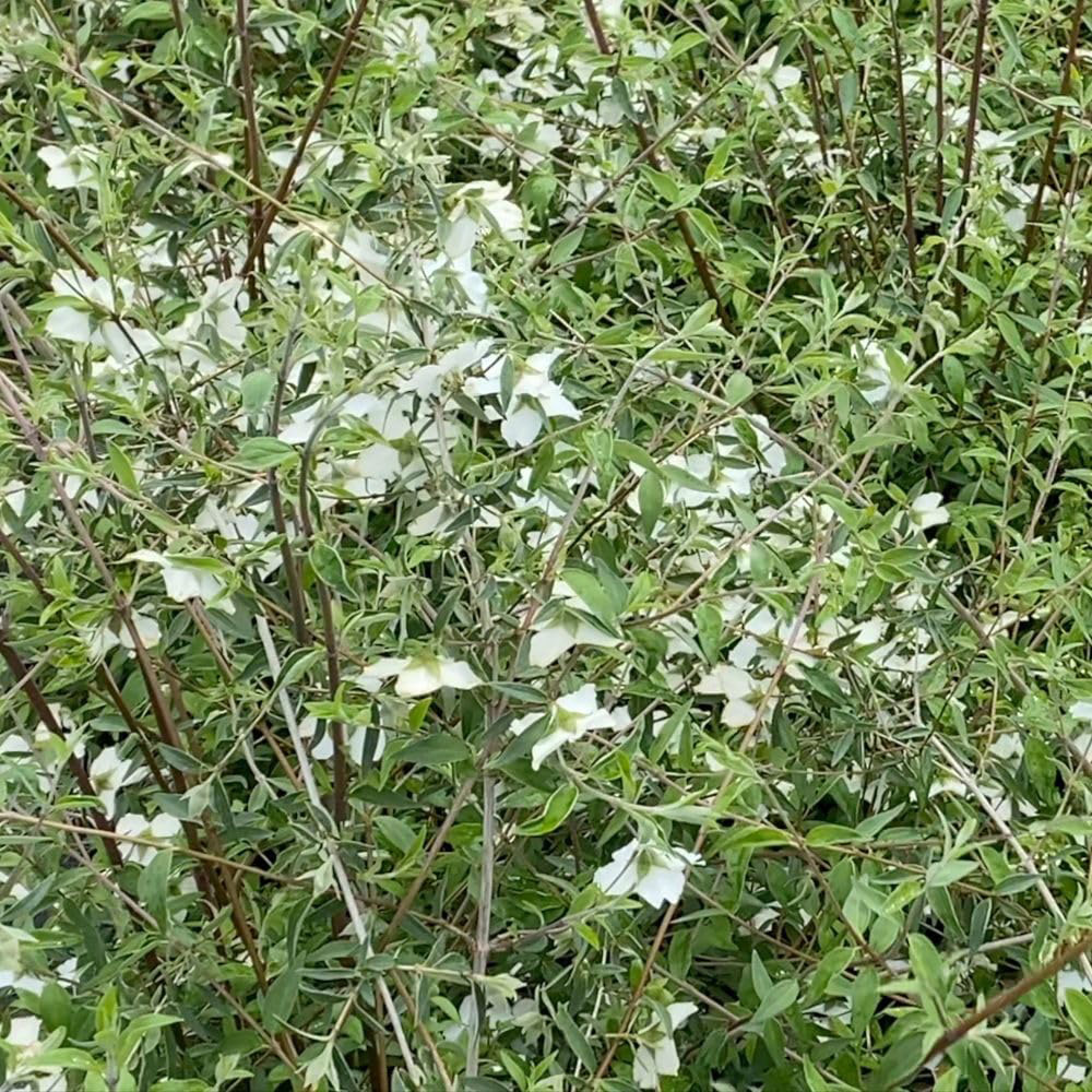 Thompson and Morgan Philadelphus Maculatus Sweet Clare Plant Pot 7.5L Image