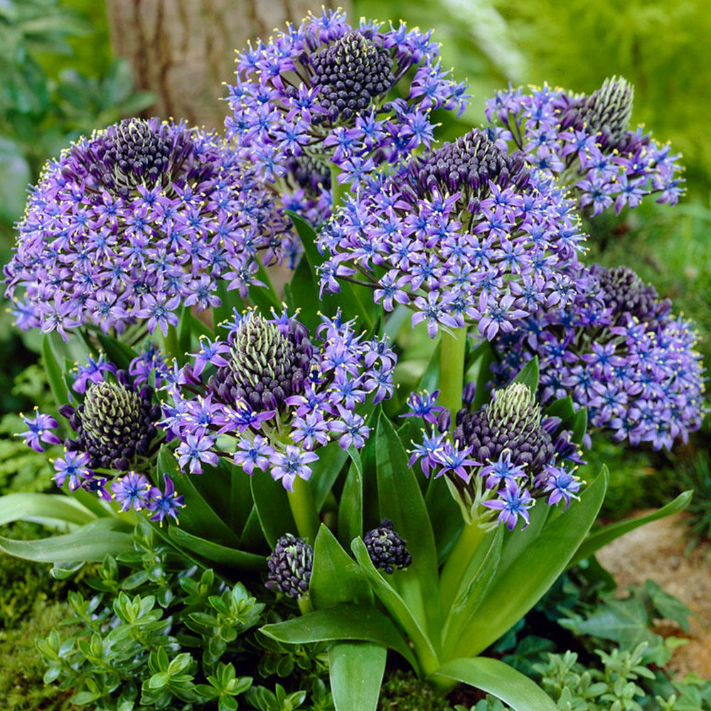 wilko Portuguese Squill Scilla Peruviana Planting Bulb 3 Pack Image 2