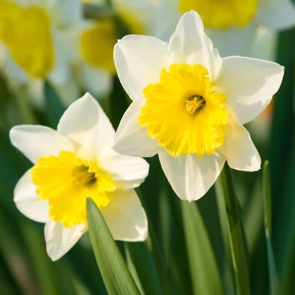 Thompson and Morgan Daffodil Attraction Planting Bulb 8 Pack Image 1