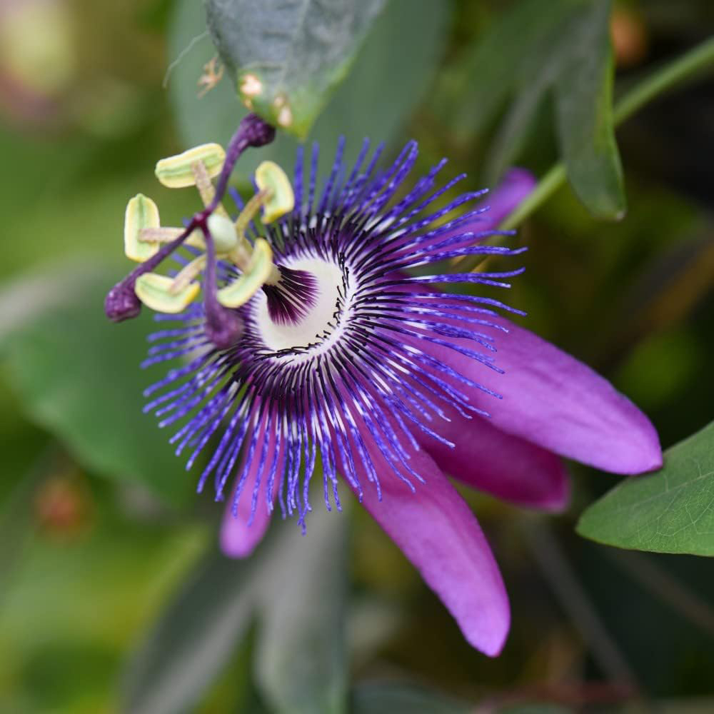 Thompson and Morgan Passiflora Passion Flower Collection Plant Pot 9cm 3 Pack Image 4