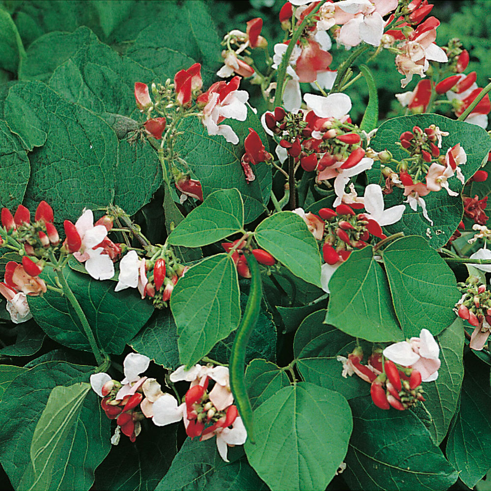 Runner Bean Dwarf Hestia Seeds Image 1