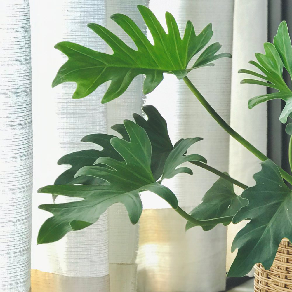 Thompson and Morgan Philodendron Xanadu Plant Pot 19cm Image 4