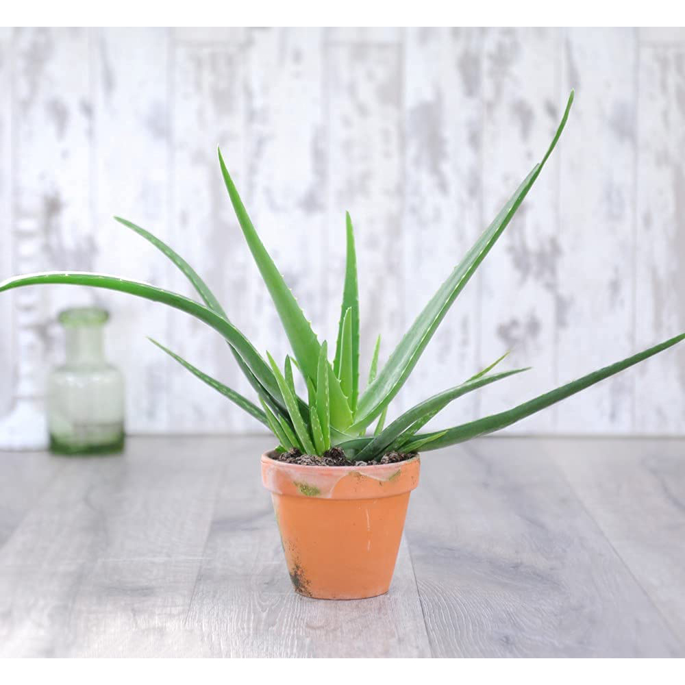 Thompson & Morgan Aloe Vera Potted Plant Image 5