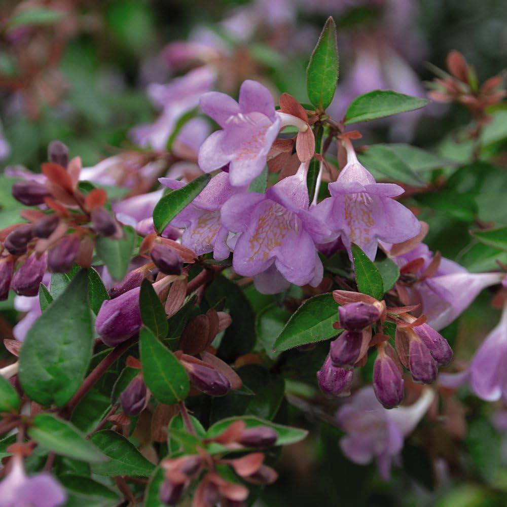 Thompson and Morgan Abelia Grandiflora Pink Pong Plant Pot 3L Image 1