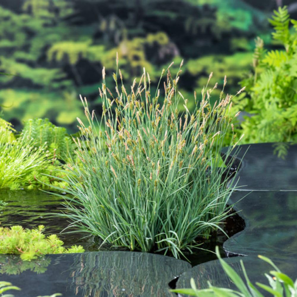 Thompson and Morgan Carex Panacea Plant Pot 9cm 3 Pack Image 4