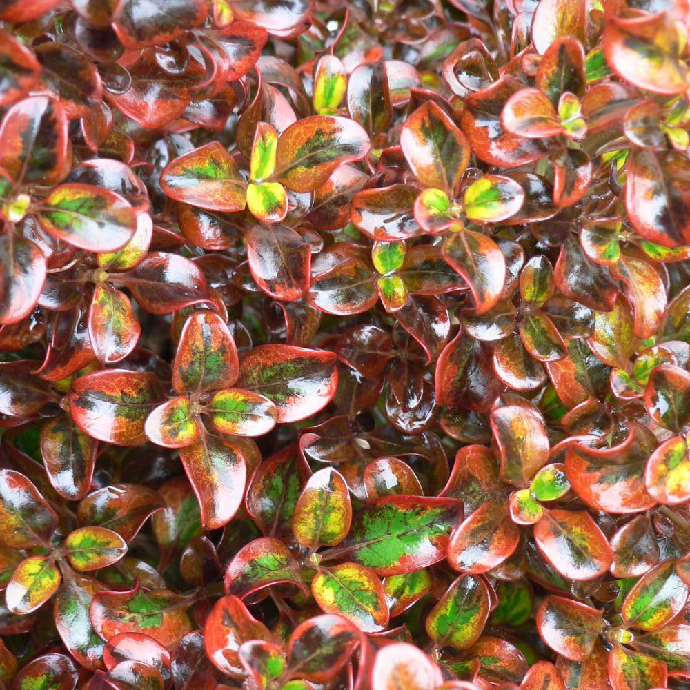Thompson and Morgan Coprosma Repens Tequila Sunrise Plant Pot 3L Image 1