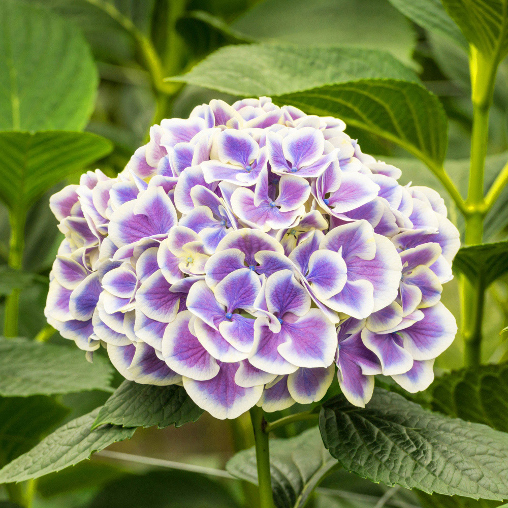 Thompson and Morgan Hydrangea Bicolour Bavaria Plant Pot 10.5cm 2 Pack Image 2