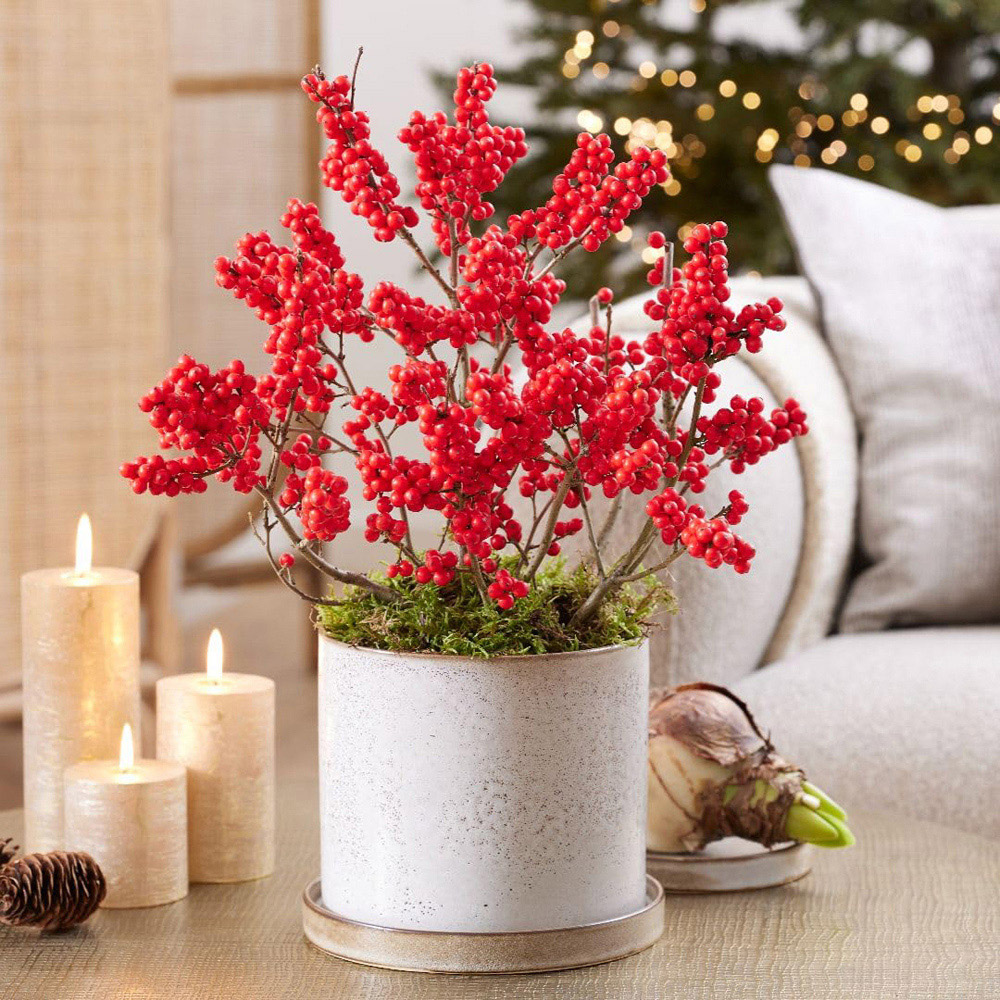 Thompson and Morgan Ilex Holly Verticillata Jingle Bells Plant Pot 2L 2 Pack Image 1
