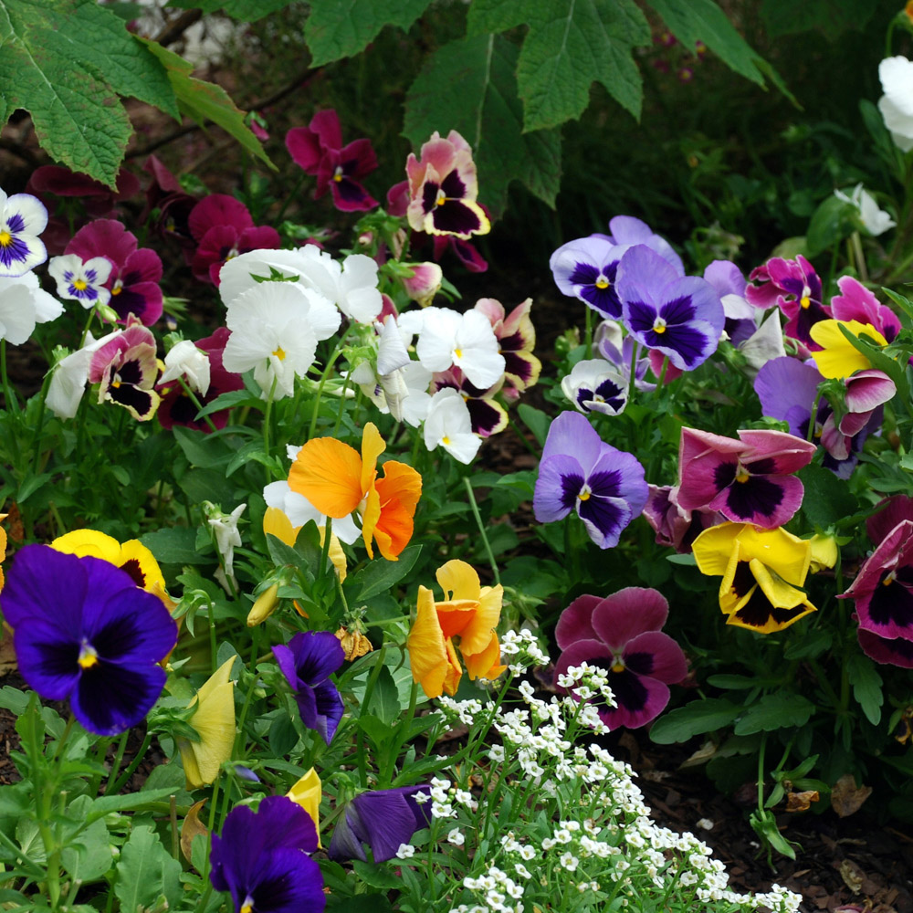 wilko Pansy Matrix Mixed Garden Ready Plant 20 Pack Image 1