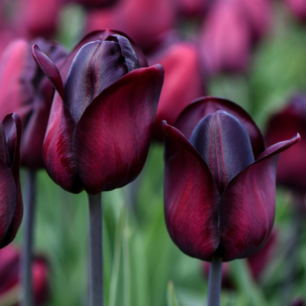 Thompson and Morgan Tulip Triumph Ronaldo Planting Bulb 16 Pack Image 2