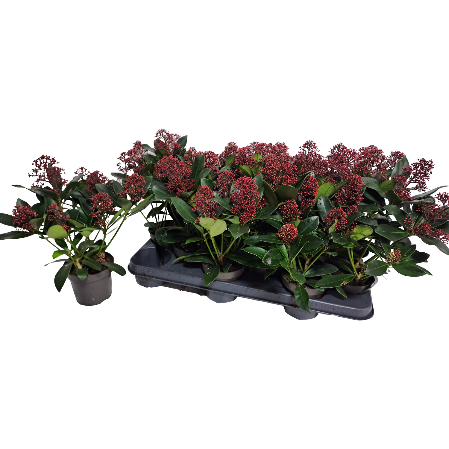 Skimmia Rubella Plant Red Pot Size 10.5cm Image