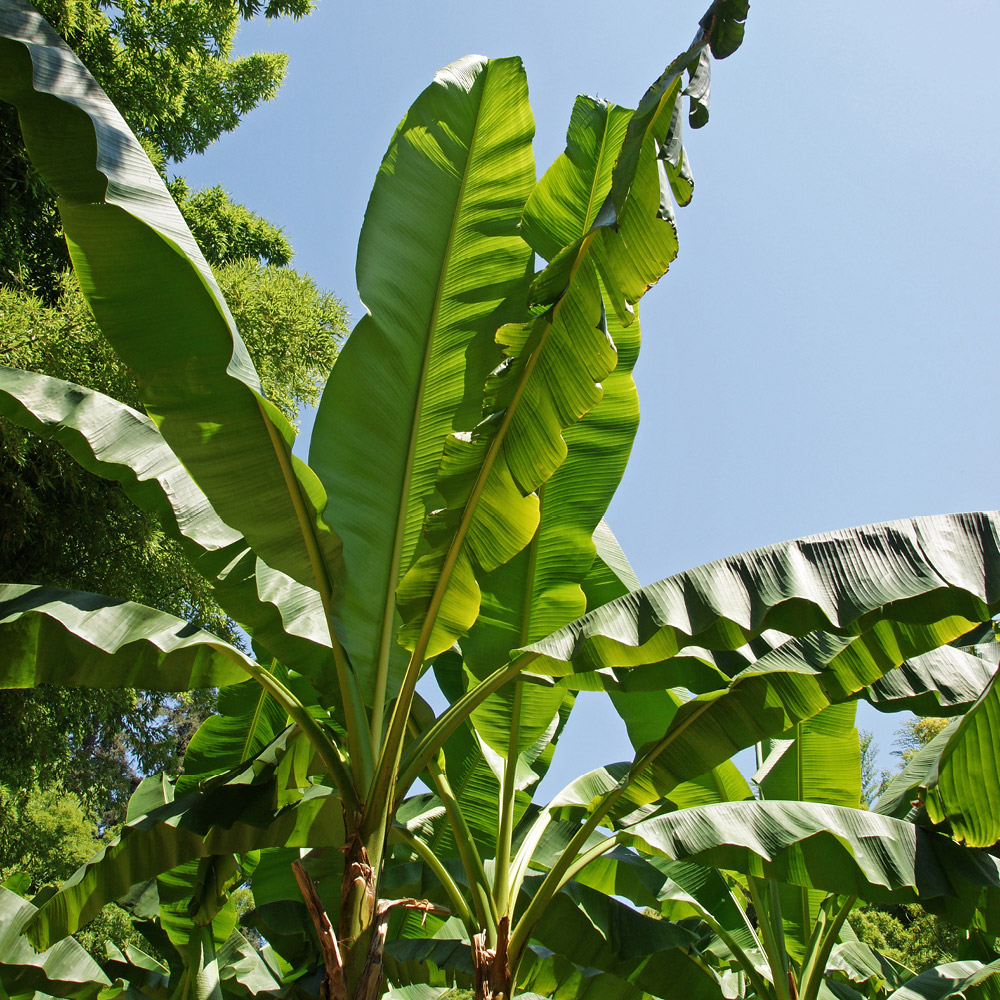 YouGarden Architectural Banana Collection Plant Pot 3 Pack Image 4