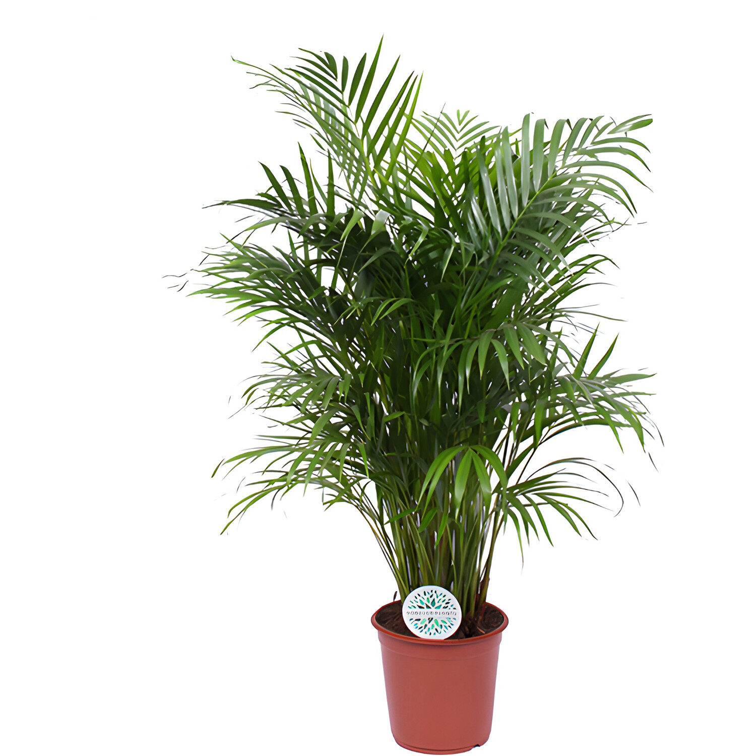 Areca Palm Plant - Green Image