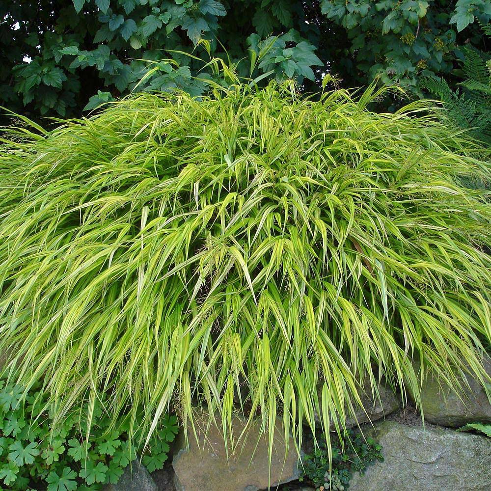 Thompson and Morgan Hakonechloa Macra Aureola Plant Pot 9cm Image 1