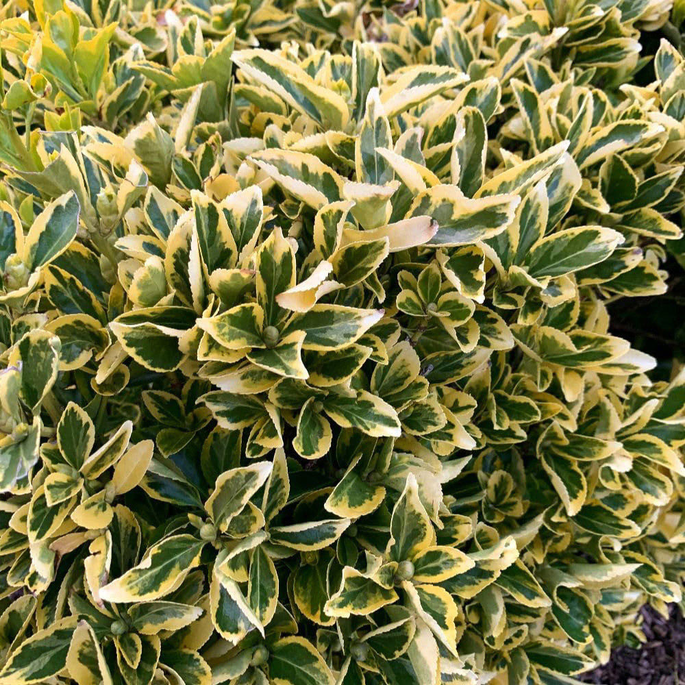 Thompson and Morgan Euonymus Japonicus Ovatus Aureus Plant Pot 9cm 3 Pack Image