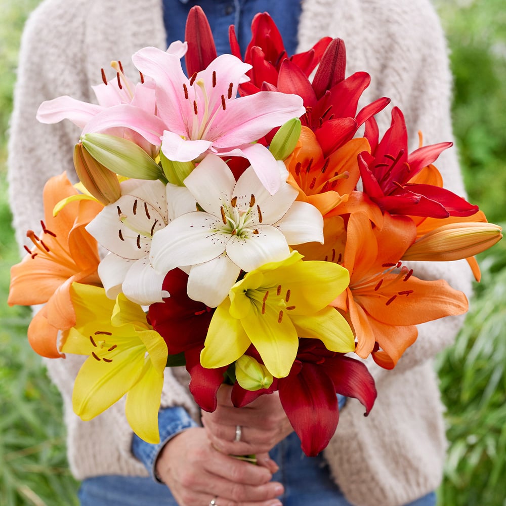 YouGarden Majestic Lily Collection Planting Bulb 10 Pack Image 2