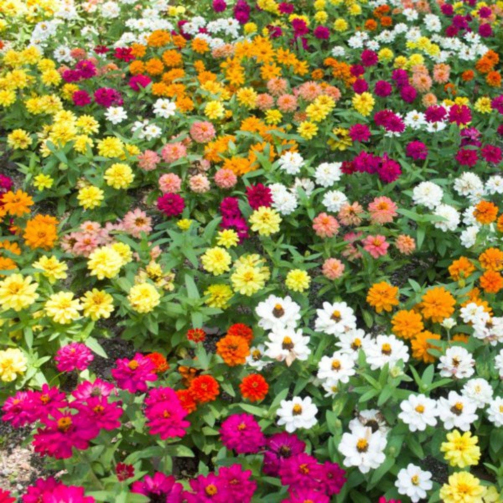 Thompson and Morgan Zinnia Profusion Mixed Garden Ready Plant 30 Pack Image 4