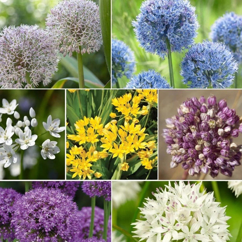 Thompson and Morgan Allium Collection Planting Bulb 400 Pack Image 1