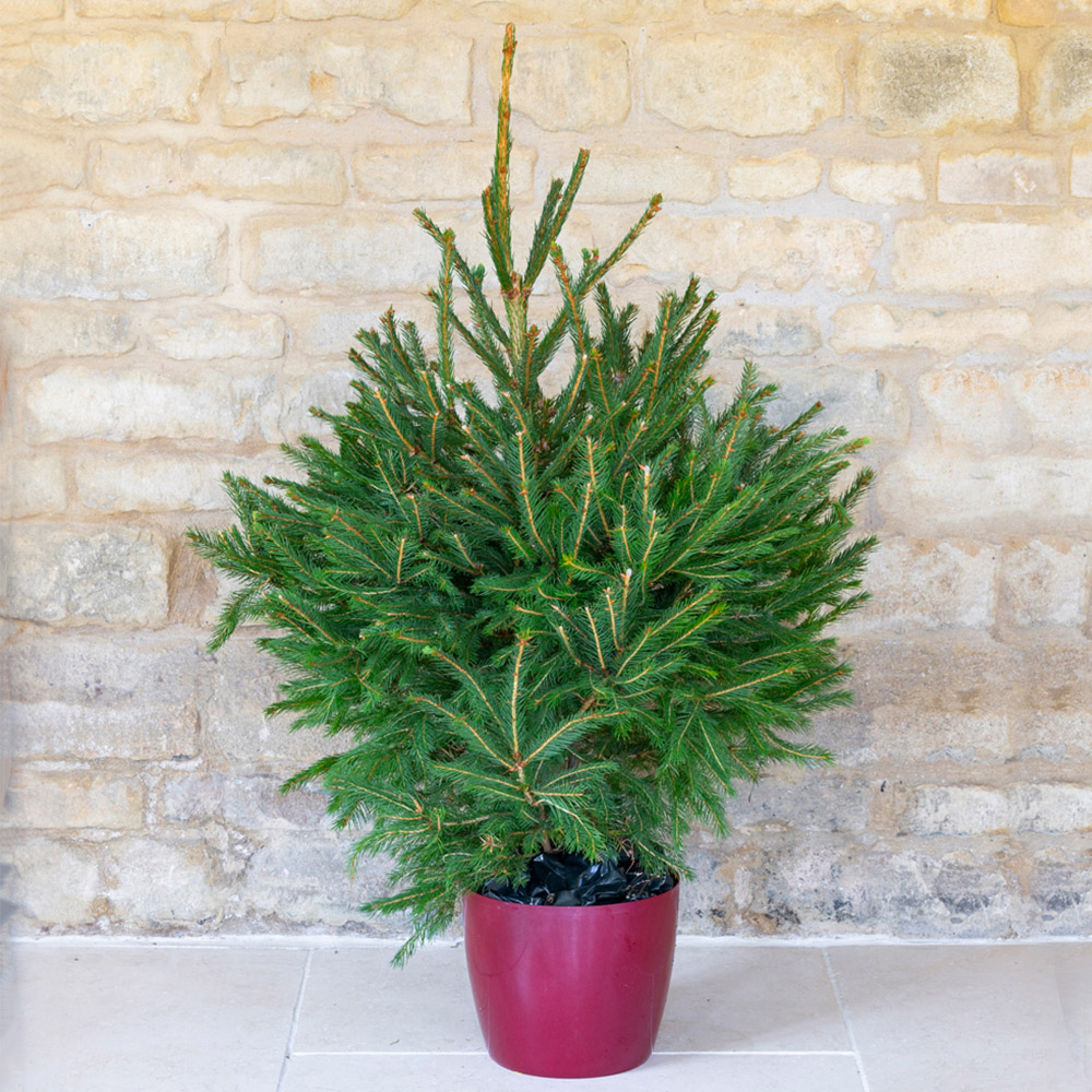 wilko Wreath Garland and Potted Norway Spruce Christmas in a Box Pack Image 1