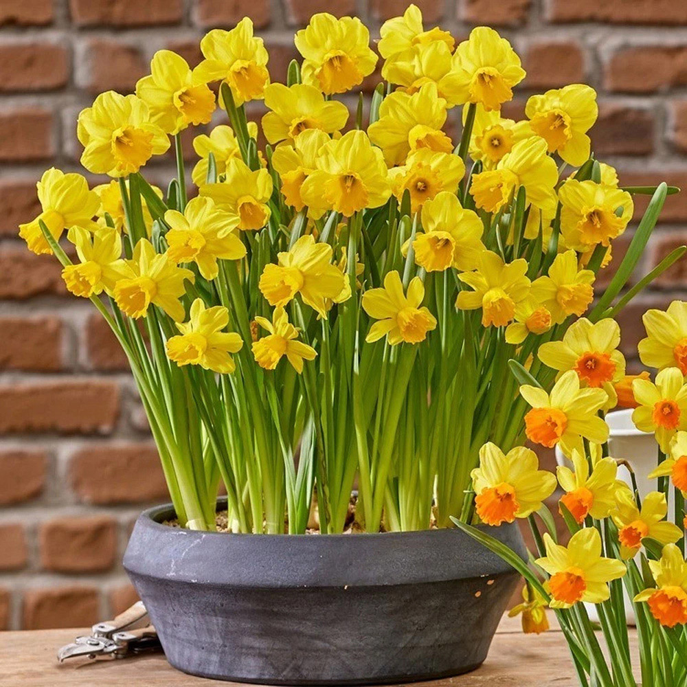 Thompson and Morgan Daffodil Container Collection Planting Bulb 24 Pack Image 5